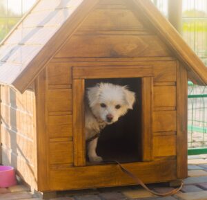 Beste Hundehütte kaufen