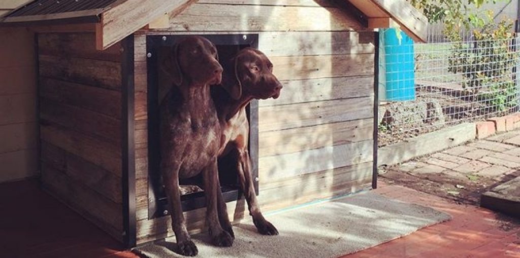 Hunde in Hütte - Testsieger