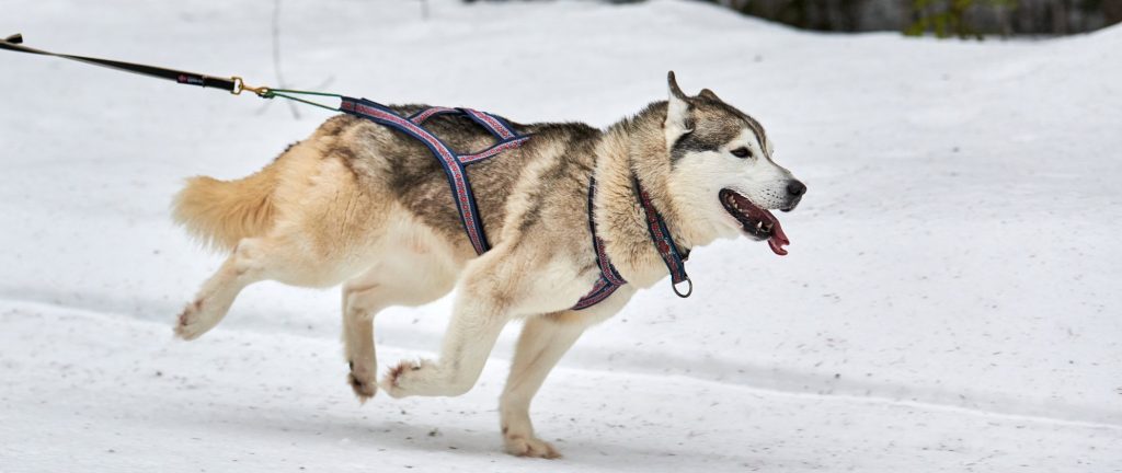 Hundegeschirr - Zuggeschirr