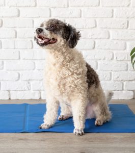 Hundekühlmatten Testsieger kaufen