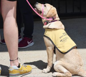 Hundeweste in der Anwendung