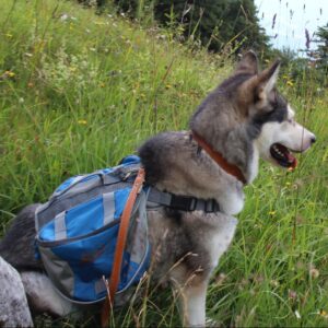 Rucksack für den Hund