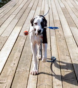 Ballschleuder für Hunde kaufen