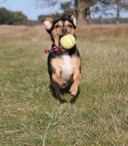 Ballwurfmaschine für den Hund