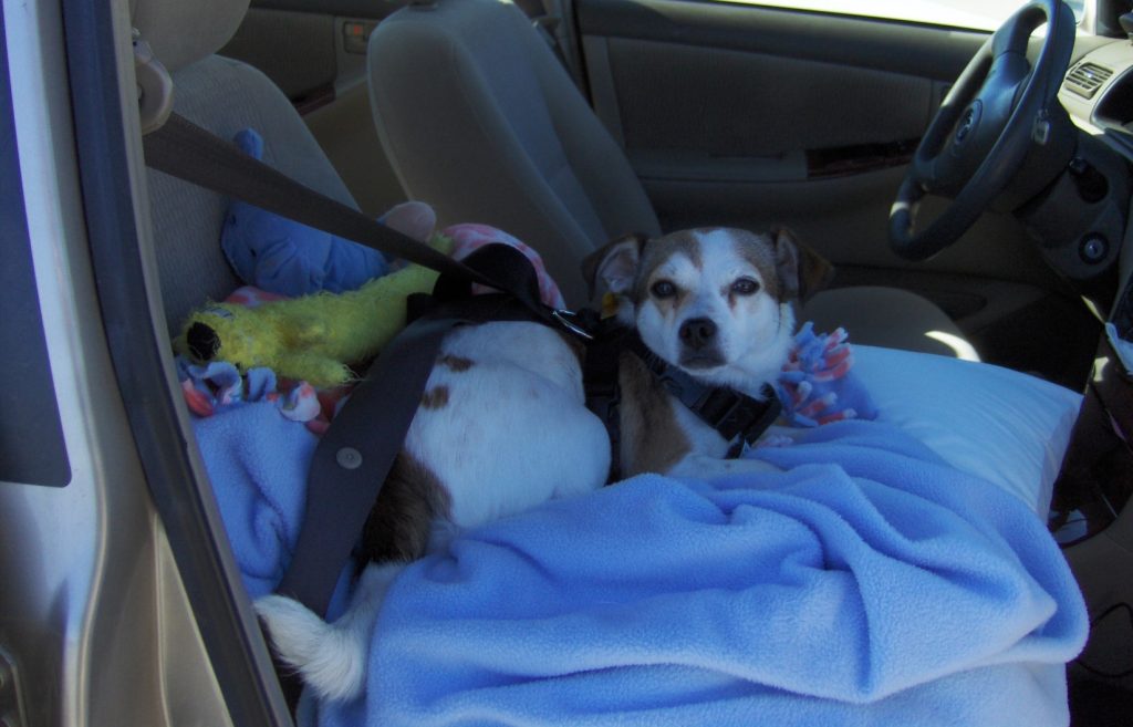 Hund auf Decke im Auto