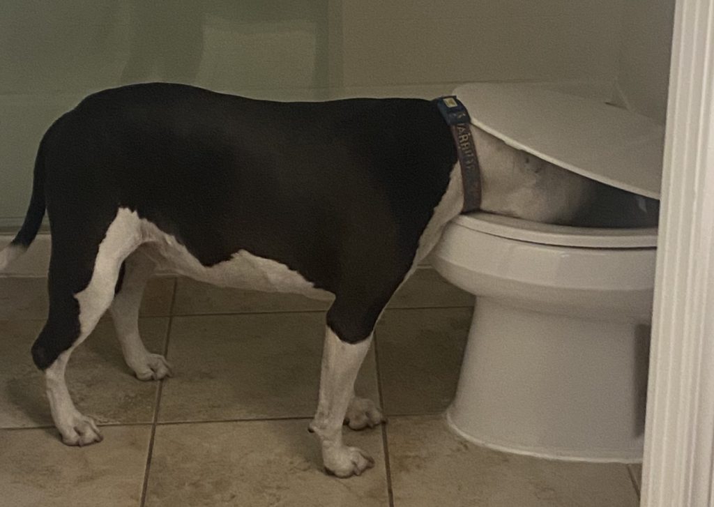 Hund und Welpe auf Toilette