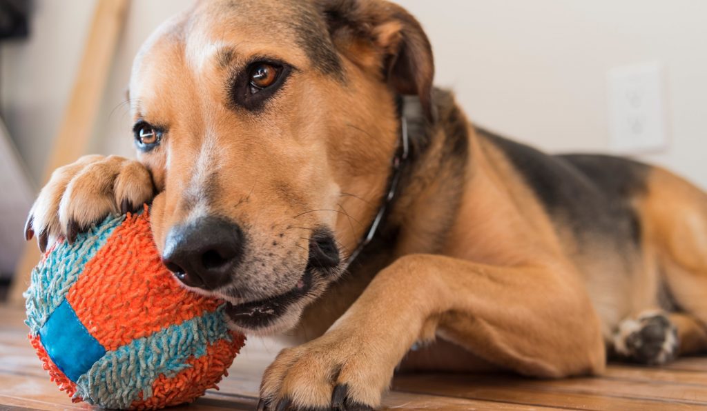 Lieblings Hundeball als Spielzeug