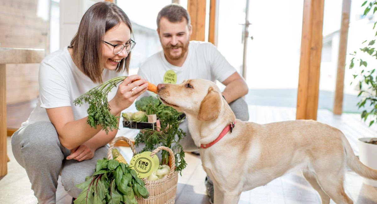 Welches Gemüse für Hunde?