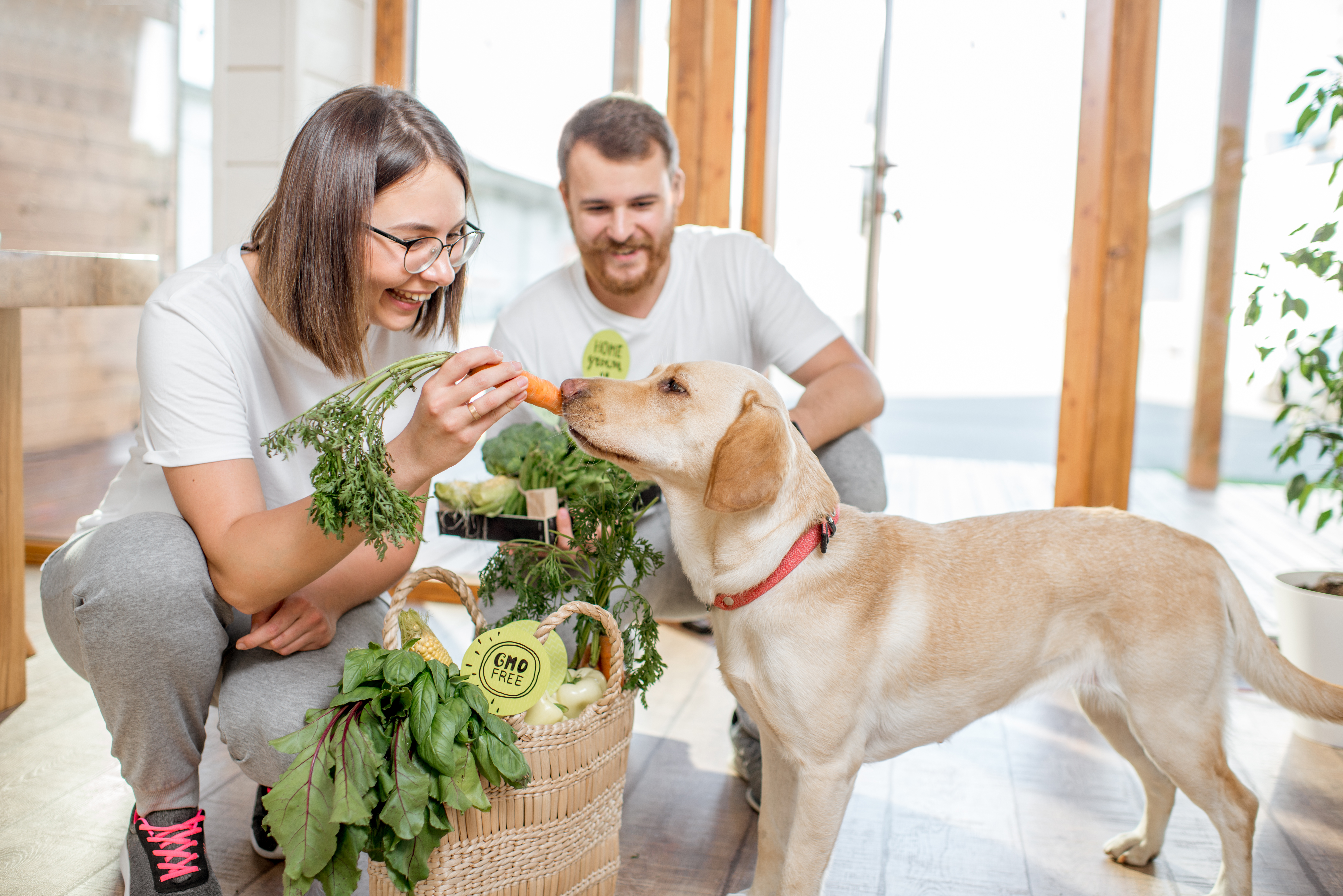 Welches Gemüse für Hunde?