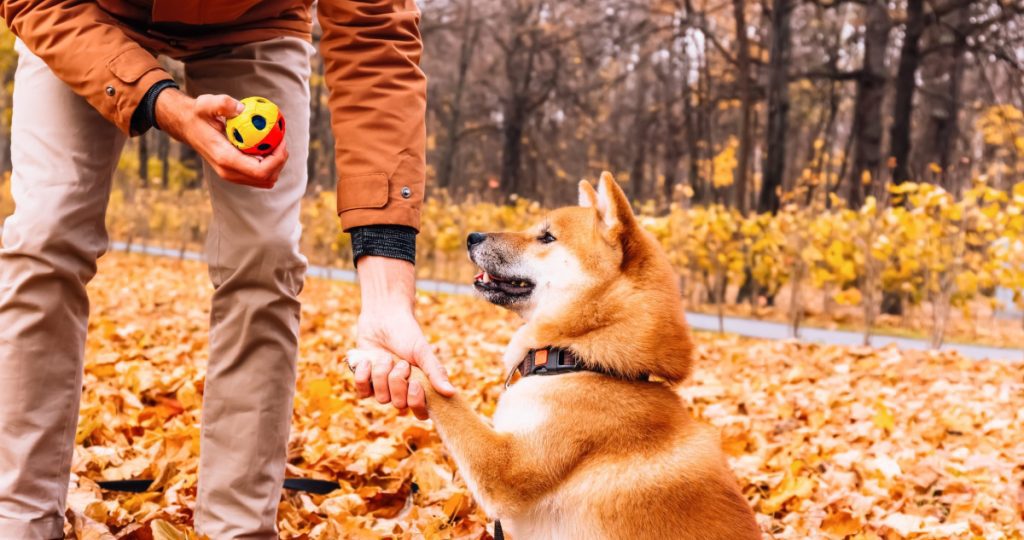 Hund das Ablecken wegtrainieren