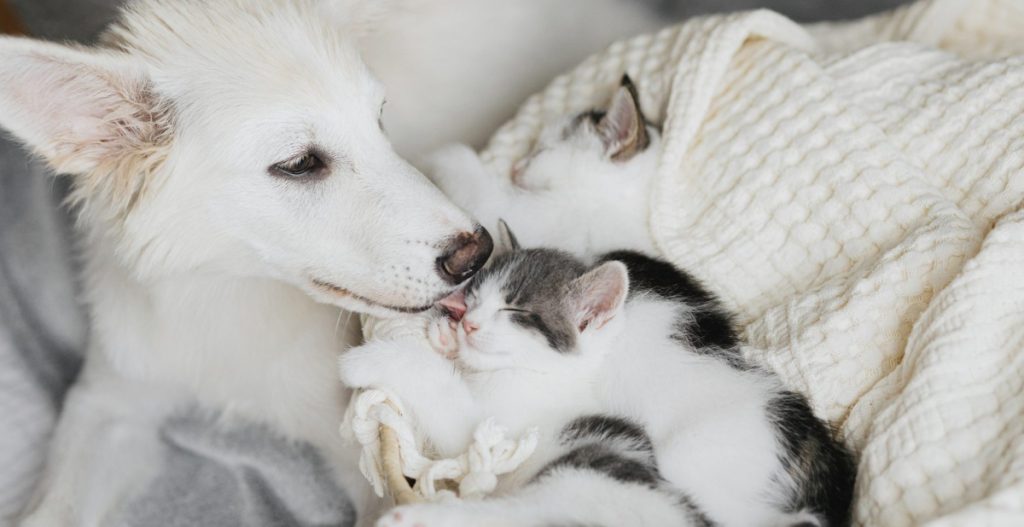 Hund leckt Katze ab