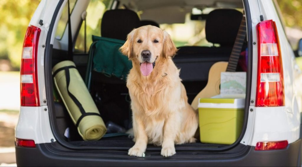 Hund auf Reisen mit Zirbenkissen